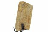 Fossil Triceratops Rib Section w/ Metal Stand - South Dakota #378566-1